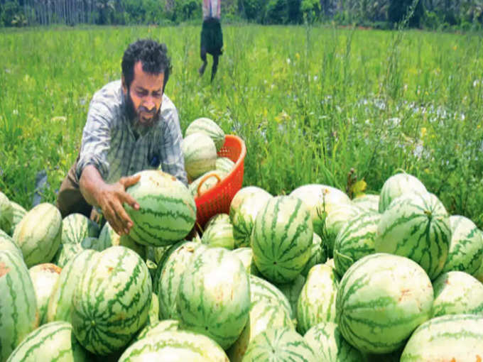 ​ഇതുപോലെ ചില തണ്ണിമത്തന്റെ വാല്‍ ഭാഗവും