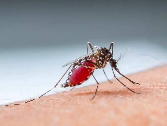 डेंग्यू मच्छर असतात सामान्य मच्छरांपेक्षा वेगळे