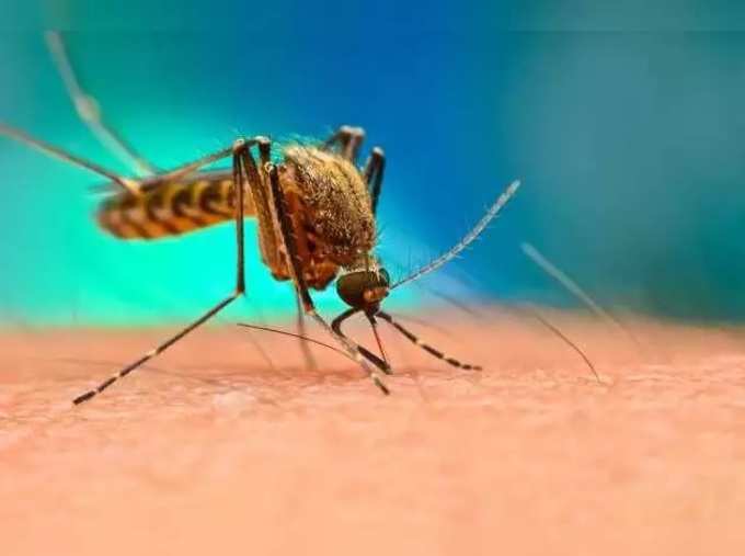 कधी जन्माला येतात डेंग्यूचे मच्छर?