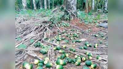 ಅಡಿಕೆ ಉದುರುವಿಕೆಗೆ ಕಂಗಾಲು: ಮಲೆನಾಡು ಬೆಳೆಗಾರರಿಗೆ ಮತ್ತೊಂದು ಆಘಾತ