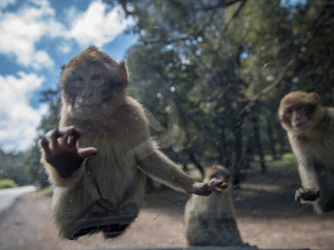 ​ऑक्सफर्ड यूनिवर्सिटी के ट्रायल में सिर्फ 6 बंदरों पर टेस्ट किया गया। ऐसे में इसके नतीजों पर कितना भरोसा किया जा सकता है?