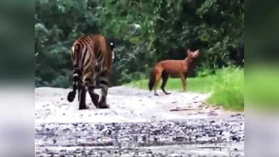 காட்டு நாய்களை துரத்திய புலி - வைரலாகும் வீடியோ