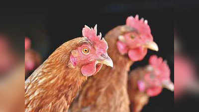 लॉकडाउनः कर्नाटक में चिकन के दामों में उछाल, तीन गुना से ज्यादा की बढ़ोतरी