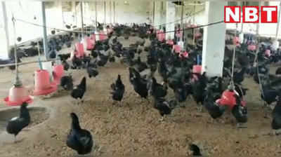 बैतूल में 50 कड़कनाथ मुर्गों की लूट, 8 हथियारबंद लोगों ने दिया अंजाम