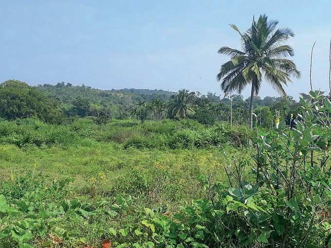 ಅದರಂಗಿ ಅರಣ್ಯ ಪ್ರದೇಶ