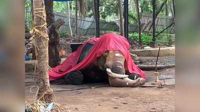 ഉത്സവങ്ങളിലെ നിറസാന്നിധ്യം, ആനപ്രേമികളുടെ പ്രിയങ്കരൻ; ചെര്‍പ്പുളശേരിയുടെ നീലകണ്ഠന്‍ ഇനി ഓർമ്മ