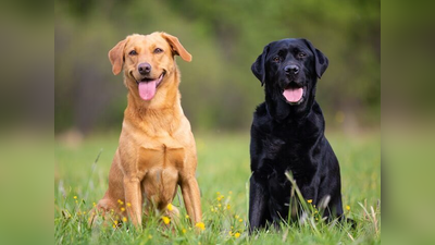 ब्रिटेनः कोरोना मरीजों की पहचान के लिए कुत्तों को दी जाएगी ट्रेनिंग