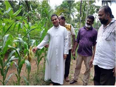 പള്ളിവളപ്പിലെ പഞ്ചാരമണലില്‍ ചോളവും കാപ്‌സിക്കവും വിളയിച്ച് വികാരിയച്ചന്‍