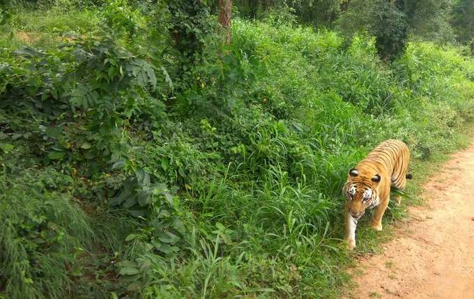 ഇര തേടി വരുന്ന പുലി 3 ദിവസം കഴിഞ്ഞ് വീണ്ടും എത്തും