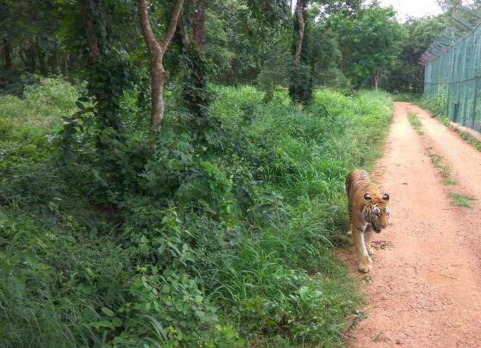 ​കാൽപാടുകളോ ആടിന്റെ അവശിഷ്ടങ്ങളോ ഇല്ല!!