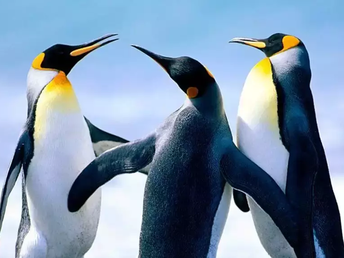 हरियाली के लिए पेंग्विन भी जिम्‍मेदार
