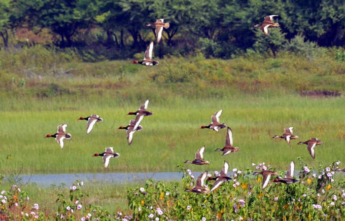 लालसरी