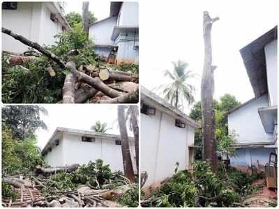 മാനദണ്ഡങ്ങള്‍ പാലിക്കാതെ കുമരകം പഞ്ചായത്ത് ഓഫീസിലെ മരംവില്‍പ്പന; പ്രതിഷേധവുമായി സിപിഎം