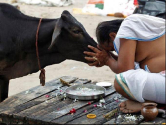 કાળા શ્વાન અને કાળા પક્ષીઓનો ઉપાય