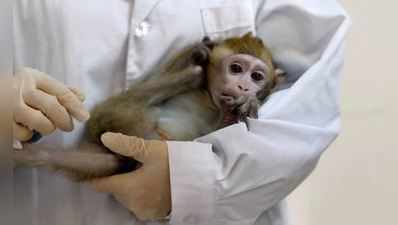છ વાંદરાને અપાઈ કોરોનાની સંભવિત રસી, એક મહિના બાદ આવ્યું આ પરિણામ