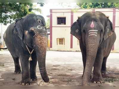 ಹೊನ್ನಾಳಿಯ ಹಿರೇಕಲ್ಮಠದಲ್ಲಿ ಶ್ರೀಶೈಲ ಪೀಠದ ಆನೆಗಳಿಗೆ ಕ್ವಾರಂಟೈನ್‌!