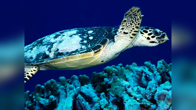 World turtle day: कछुए की प्रेरक कहानी, घर की तलाश करते हुए तय किया 37,000 किलोमीटर का सफर