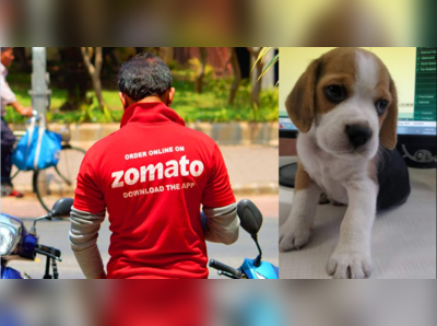 OMG! ફૂડ આપવા આવ્યો હતો Zomatoનો ડિલિવરી બોય, પાલતુ શ્વાનને ચોરીને ભાગી ગયો! 