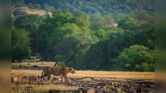 ગુજરાતના આ પાડોશી રાજ્યમાં બનશે 15 નવી વાઈલ્ડ લાઈફ સેન્ચુરી 