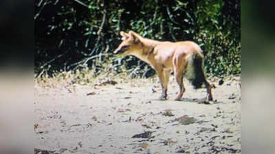 गुजरातमध्ये ५० वर्षांनंतर दिसली दुर्मिळ आशियाई जंगली कुत्री