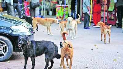 ગુજરાતમાં વધ્યો રખડતા કૂતરાઓનો આતંક, રોજના કૂતરા કરડવાના 1000 કેસો નોંધાયા