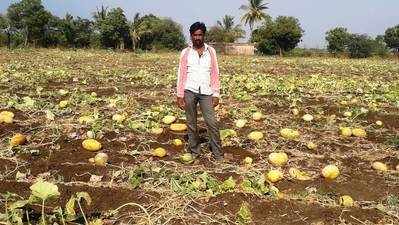 ಕೇಳುವವರೇ ಇಲ್ಲಕುಂಬಳಕಾಯಿ