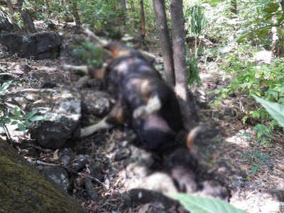 लॉकडाऊनमुळे वन्यप्राण्यांचा मुक्तसंचार; डोंगरकड्यावरून पडून २ गवे मृत्युमुखी