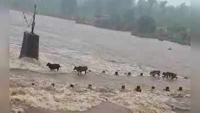 પાલઘર: ભારે વરસાદથી ગાંડીતૂર બનેલી સૂર્યા નદીમાં ચાર ગાયો તણાઈ