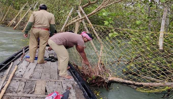 Sundarbans Insert 1