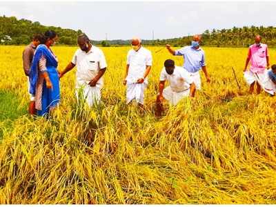 രണ്ട് പതിറ്റാണ്ടിന് ശേഷം ആനക്കരയില്‍ പുഞ്ചകൃഷി വിളവെടുപ്പ്‌