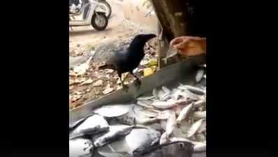 Video: કાગડાએ કરી મોંઘી માછલીની જીદ, આખરે હાર્યો દુકાનદાર