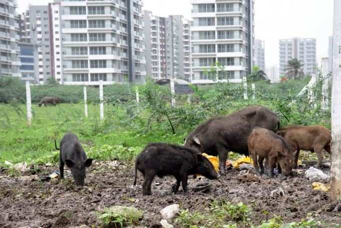 15 વર્ષથી ભૂંડને હટાવવાની કામગીરી બંધ છે