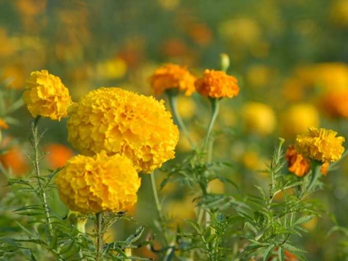 Marigold Flower Benefits