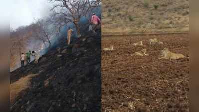 મિતિયાળા અભયારણ્યમાં આગ, 6 સિંહોએ ખેતરમાં ધામા નાખ્યા