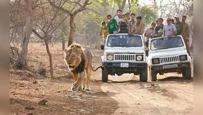 તો અમદાવાદીઓને સિંહ સફારી માટે સાસણ ગીર સુધી લાંબુ નહીં થવું પડે 