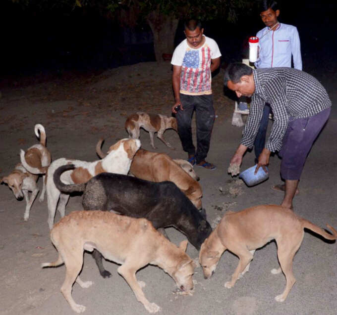 શોધીને કૂતરાઓને કરાવાય છે ભોજન