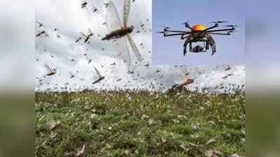 Locust attack: जयपुर तक पहुंचा टिड्डी का आतंक, दौसा की ओर रुख, पढ़ें-कैसे ड्रोन से रुकेगा टिड्‌डी हमला