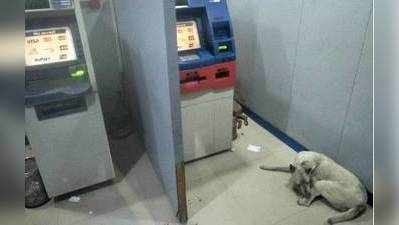 અવાદઃ ATMમાં કૂતરાએ જમાવ્યો અડ્ડો, લોકો અંદર જતાં ફફડે છે!