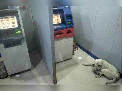અવાદઃ ATMમાં કૂતરાએ જમાવ્યો અડ્ડો, લોકો અંદર જતાં ફફડે છે!