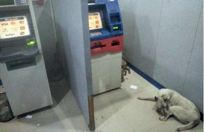 કૂતરાએ ATMને અડ્ડો બનાવ્યો