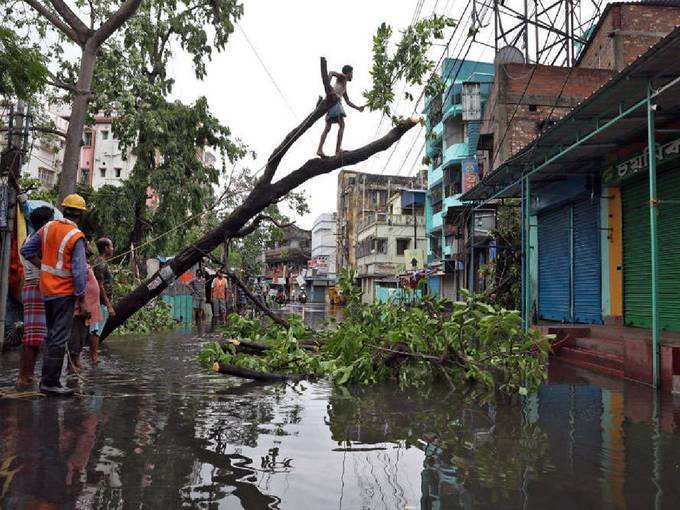 ​മരങ്ങൾ കടപുഴകി