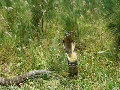 गांव में पहुंचा 15 फीट लंबा जहरीला किंग कोबरा, वन विभाग ने किया रेस्क्यू