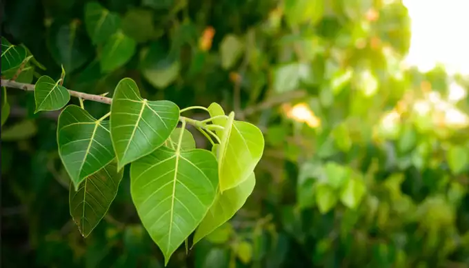 How To Worship Peepal Tree