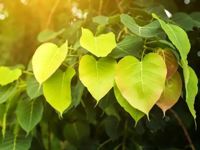 Peepal Tree