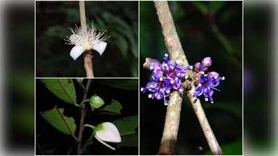 ജൈവകലവറയായി പശ്ചിമഘട്ടം; സസ്യപര്യവേഷണം ഫലം കണ്ടു; മൂന്ന് പുതിയ സസ്യങ്ങള്‍ കൂടി കണ്ടെത്തി