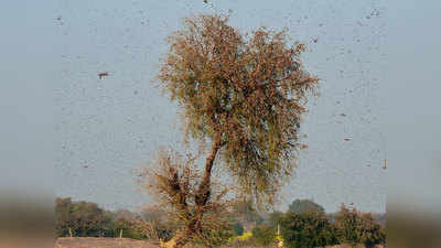 Locusts Attack: टिड्डी दल का हमला, किस तरह एक छोटा सा जीव भारत के लिए बड़ी मुसीबत बनकर उभरा है