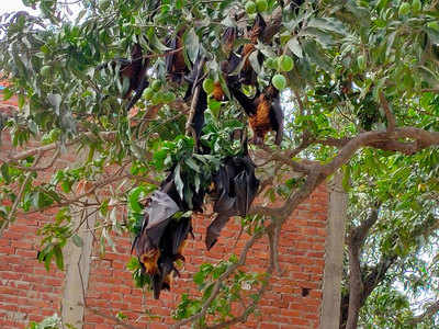 गोरखपुरः 500 से ज्यादा चमगादड़ों की मौत से मचा हड़कंप, लोगों में अनजान वायरस का खौफ