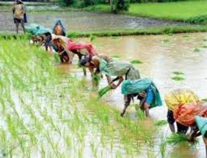 നെല്‍പ്പാടങ്ങള്‍ കാണാം