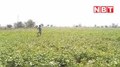 MP: सीहोर में टिड्डी दल का आतंक, किसानों की उड़ी नींद