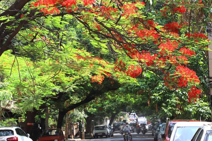 ಬೆಂಗಳೂರಿನಾದ್ಯಂತ ಗುಲ್‌ ಮೋಹರ್‌ ಕಂಪು